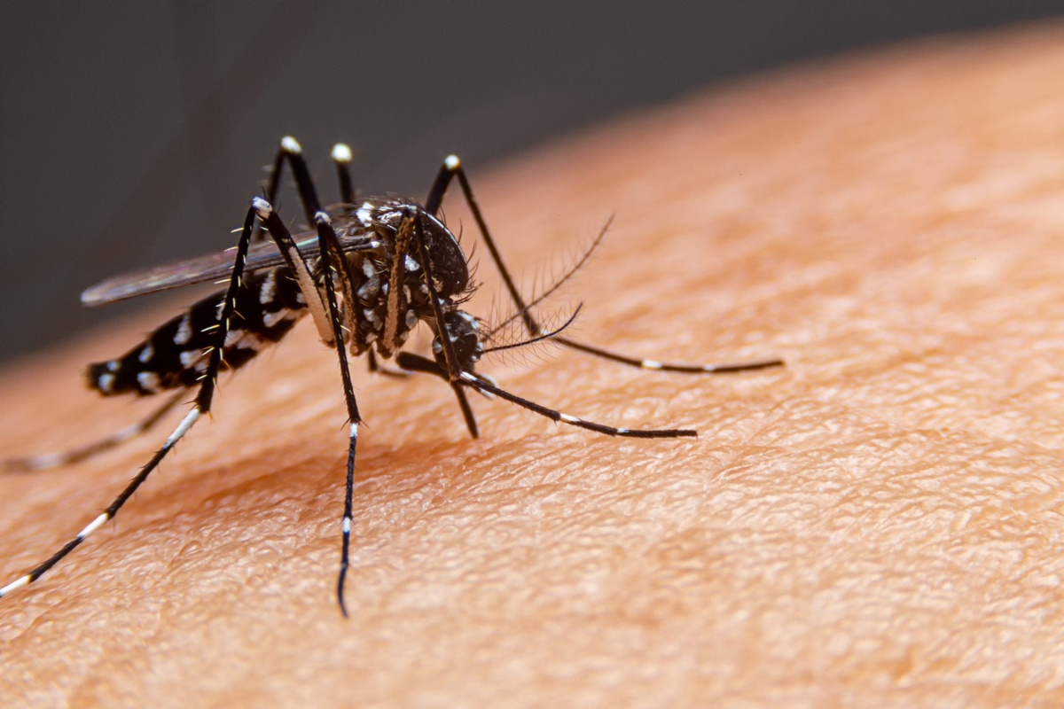 Piauí já confirmou 15 mortes por dengue e mais de 10 mil casos da doença em 2026.