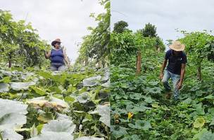 Agricultura familiar é fonte de renda para muitas famílias (Foto: Amazônia Agro/Reprodução)