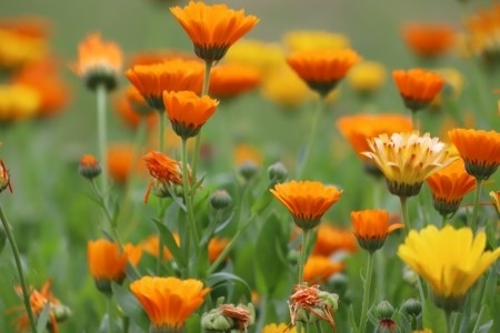 Calendula officinalis L. desperta cada vez mais interesse nas indústrias de alimentação e cosméticos