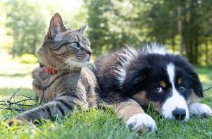Gato e cachorro (Foto: Andrew S/Unsplash)