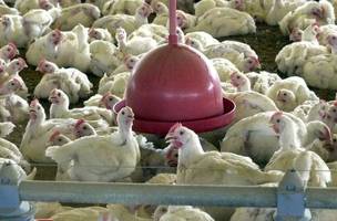 UE aprovou protocolos sanitários apresentados pelo Brasil para exportação de frango. (Foto: Reprodução)