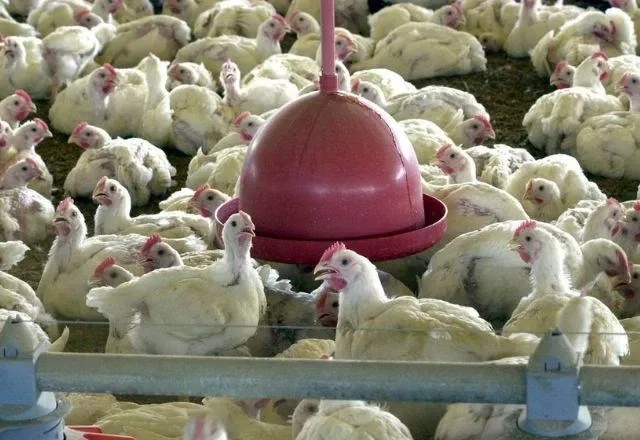 UE aprovou protocolos sanitários apresentados pelo Brasil para exportação de frango.