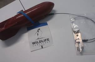 Peixe receberá transmissores com monitoramento via satélite no Piauí (Foto: -)
