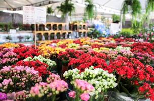 Trazendo mais de 100 espécies, Festival de Flores de Holambra será lançado nesta sexta (Foto: -)