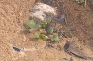 Vídeo mostra animal morto perto de bomba de água da Agespisa no Piauí (Foto: -)