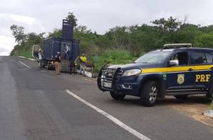 PRF apreende mais de 100 animais durante operação 'Abre Alas' no Piauí (Foto: -)