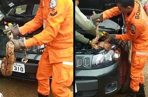 Corpo de Bombeiros captura cobra em motor de veículo; assista ao vídeo! (Foto: -)