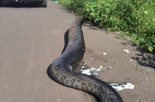 Carro passa por cima de cobra com mais dois metros em Parnaíba; assista ao vídeo! (Foto: -)