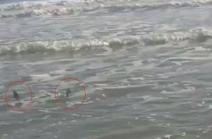 Secretária diz que não há indicativo de interdição das praias depois do aparecimento de tubarões (Foto: -)