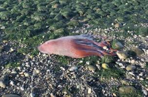 Criatura bizarra é encontrada morta em praia nos EUA e intriga cientistas (Foto: -)