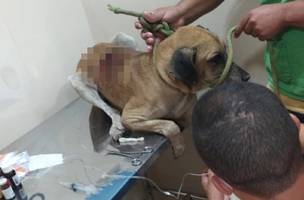 No Piauí, homem é preso suspeito de esfaquear o próprio cachorro (Foto: -)