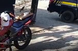 Motociclista é autuado por transportar animal silvestre sem autorização na BR 316 (Foto: -)