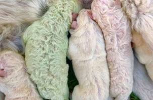 Cãozinho nasce com pelo verde e viraliza nas redes sociais (Foto: -)