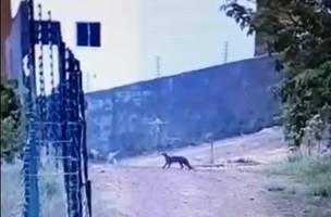Em extinção, gato-mourisco tenta invadir condomínio de luxo em Teresina; assista (Foto: -)