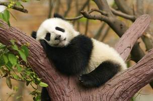 Xin Xing, a panda-gigante mais velha do mundo, morre na China aos 38 anos (Foto: -)
