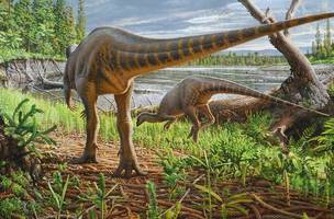 Dinossauro descoberto na Austrália é identificado como nova espécie (Foto: -)