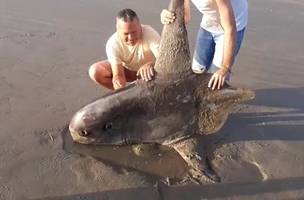 Raro, maior peixe ósseo do mundo é achado em praia no litoral do Piauí (Foto: -)