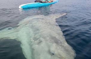Esportista encontra peixe-lua gigante em praia dos EUA (Foto: -)