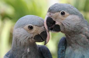 Parceria entre ministério e Unesco premiará projetos de biodiversidade (Foto: -)