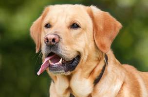 Mulher morde dona de cachorro durante briga sobre como disciplinar pet (Foto: -)